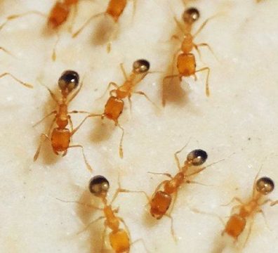 Борьба с фараоновыми муравьями (рыжий домашний муравей)