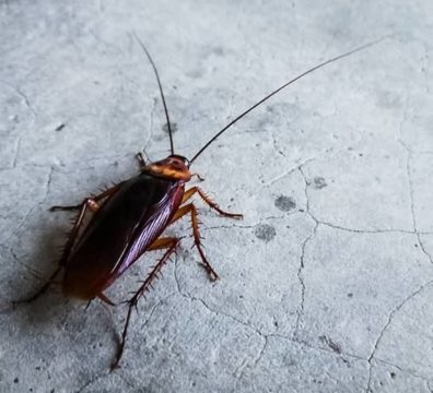 Кусают ли тараканы людей