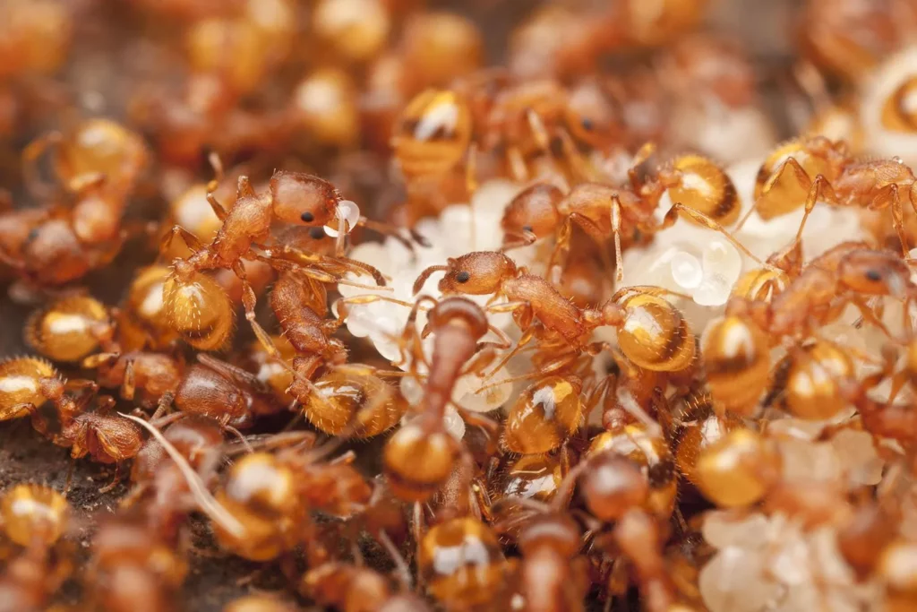 Чем травить мелких домашних муравьев
