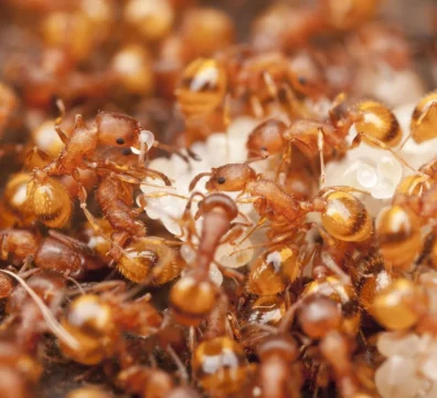 Чем травить мелких домашних муравьев